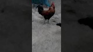 10kg କୁକୁଡ଼ା Chicken Song and Dancing Rooster - Funny Chicken Dance#short video