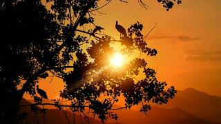 Nature Sunset good evening WhatsApp status.. #Amazing #Nature #Scenery