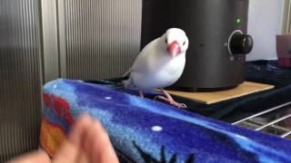 白文鳥もちさんの歌とダンス♪