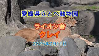 とべ動物園 ライオン舎 クレイ 20250211