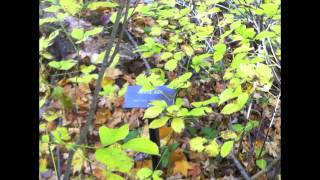 Anderson Falls Nature Preserve in Bartholomew County, Indiana