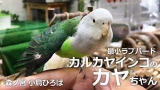 最小ラブバード カルカヤインコのカヤちゃん【森ノ宮 小鳥ひろば】ゆらすなって!! とってもちっちゃくてとってもかわいいカルカヤ カヤちゃん♡