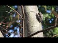 【東京さんぽ】小石川植物園の野鳥たち 2022年1月～3月