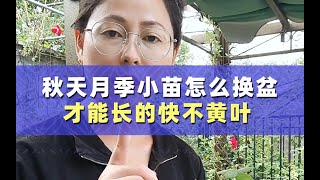 秋天养的月季小苗，怎么换盆，才能长的快不黄叶？