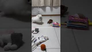 “满电状态 忙碌的一天开始了” #dog #doglover #shorts