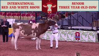 633 SR 3 YR OLD COW - RED \u0026 WHITE