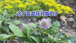 朋友们给看看这是蓝盆花吗？和去年买的不一样