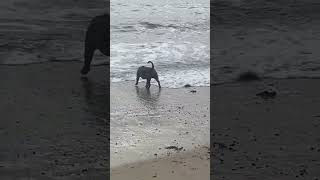 Doggy Dog World #dogs #americanbully #sea #beach #youtubeshorts #pets