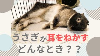 うさぎが耳をねかす、どんなとき！？