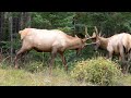 barrons nous au canada paysages et nature infinie de l alberta.