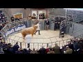 simmental sale at stirling at 10.00am on monday 17th february 25