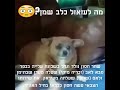 כלב שמן דפוק בא לי להרביץ לו