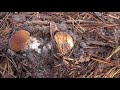 Боровики пошли Грибы сентябрь.mushroom.fungi