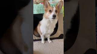 メシの時間だ！！ #corgi #コーギー #jackrussellterrier #ジャックラッセルテリア #犬