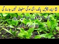 How to grow  spanich |Palak grow karne ka Asan Tarika 30|روپے کے بیج اور سارا سال پارک ہارویسٹ کریں