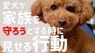 危険から守られているのは飼い主かもしれません！犬が飼い主を守る時に見せる行動仕草