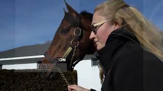 Rockridge Stud Stallion Show with Soundbites