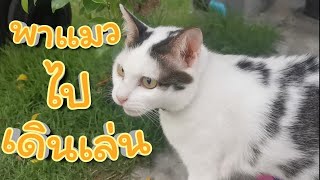 พาแมวออกไปเดินเล่นนอกบ้าน แมวมีความสุข เราก็มีความสุข  {Ep.28} Calmly Cat