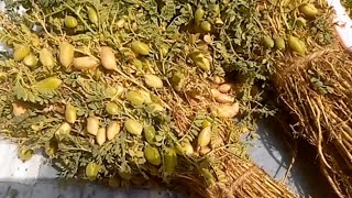 Sabz chanay store karnay ka tariqa || چھولیہ بنانے کا اصل طریقہ || Green Grams Secret Recipe