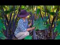 The Purple Taro Tree, Cooking Yummy Taro Leaf recipe, The Villager