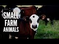 20 Best Small Farm Animals Anyone Can Raise