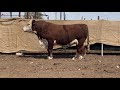 Binara Poll Hereford Lot 11 Binara Pharalis P018