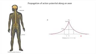 Properties of action potentials #swayamprabha #ch17sp