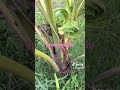 ចំការដូងក្រអូប coconut farm coconut media view farm love