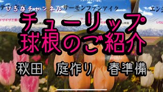 【チューリップ球根のご紹介】秋田庭作り　春待ち球根　#ガーデニング #ガーデン