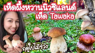 Ep.41 เก็บเห็ดผึ้งหวาน Tawaka ช่วงฤดูใบไม้ร่วง นิวซีแลนด์| Porcini-Tawaka hunting in New Zealand 🇳🇿🍄