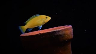 Juvenile Electric Yellow Lab Cichlid Grow Out Tank