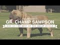 AMERICAN BULLY GR. CH. SAMPSON ONE OF THE BULLY WORLD'S BEST