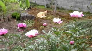 【6月の庭で猫と芍薬の花】 My　cat