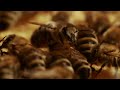 A Bees Diary 2022 #youtube