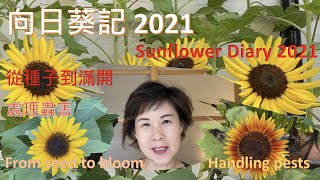 向日葵記 2021 - 從種子到滿開 - 處理蟲害 （中英字幕 English subtitles) - {種花篇 Gardening}