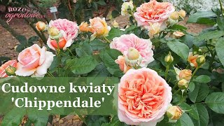 Nostalgiczne kwiaty cudownej barwy. Róża wielkokwiatowa 'Chippendale'