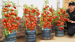 Grow AMAZING Tomatoes at Home with These Simple Tricks?