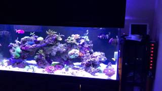 New 150 Gallon Starphire reef tank