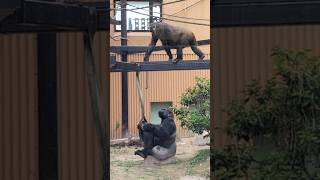 【ゴリラ夫婦】モモタロウと梁の上のゲンキ Genki on the beam, and Momotaro on the ground 2023.06.01 #ゴリラ #gorilla