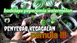 Memperbanyak peperomia watermelon-bisa GAGAL, ini penyebabnya