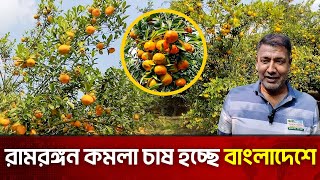 বিদেশী কমলা চাষ করে স্বপ্ন পূরণ যুবকের | jessore | Ram Rangan Orange | The News