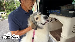 せっかく車から降りたし探索したいし...再乗車を渋ったベルです　Great Pyrenees　グレートピレニーズ