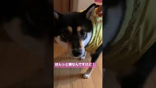 用足しは絶対外！頑固なカッパ嫌いの柴犬　#柴犬