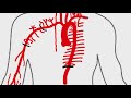 descending thoracic aorta branches anatomy made easy