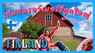 ยายภิญ ฟินแลนด์ EP.4 | เก็บสตรอว์เบอร์รีลูกใหญ่ หว๊านนหวาน