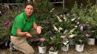 Pugster buddleia has beautiful flowers, compact size