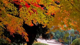 【糸島の名所巡り❶】糸島紅葉名所🍁 千如寺大悲王院・雷神社⛩へ行ってみました🚗💨