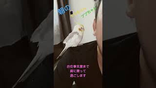 眠る瞬間と姿が可愛すぎるセキセイインコとオカメインコ