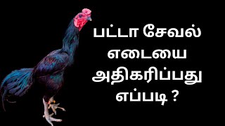 பட்டா சேவல் எடையை அதிகரிப்பது எப்படி?