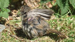 Fledgling Dunnock removing older down and sunbathing. English country garden